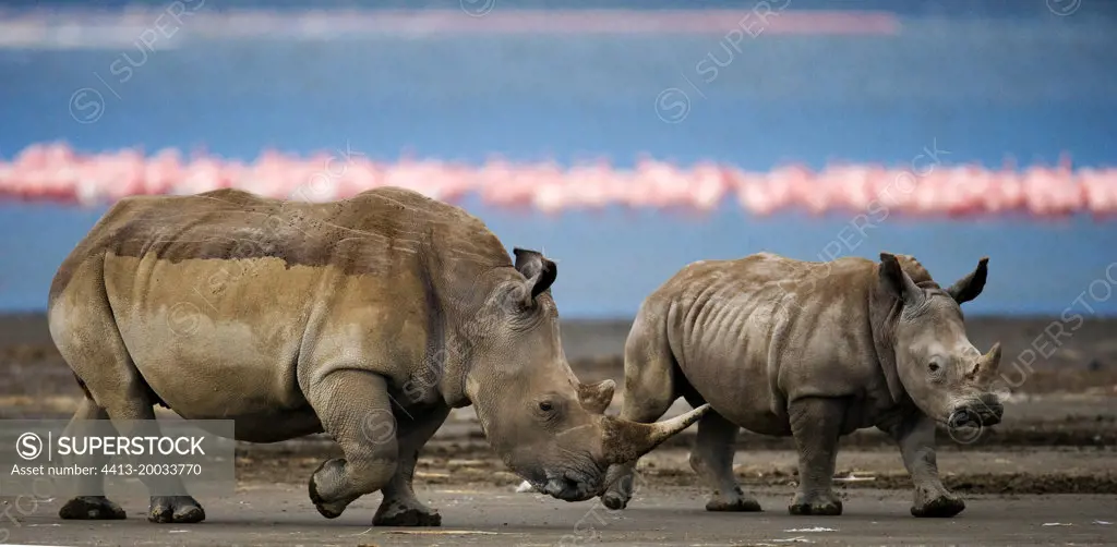 Two White rhinoceros (Ceratotherium simum) are walking on the background of a flamingo Kenya. Nakuru National Park. Africa.