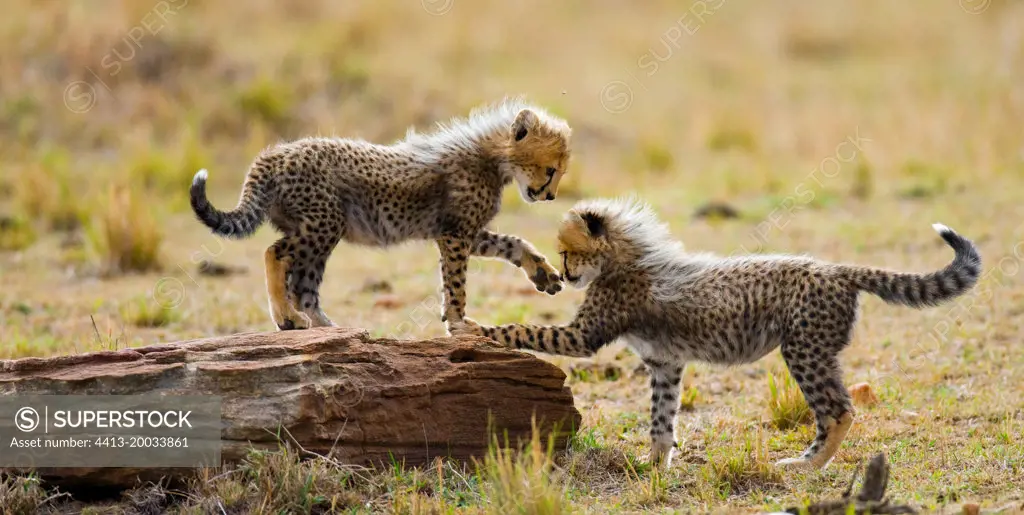 Cheetah (Acinonyx jubatus) cubs are playing with each other in the savannah. Kenya. Tanzania. Africa. National Park. Serengeti. Maasai Mara.