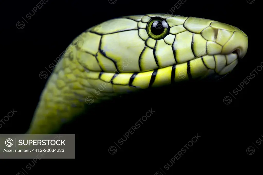 Portrait of Western green mamba (Dendroaspis viridis) on black background