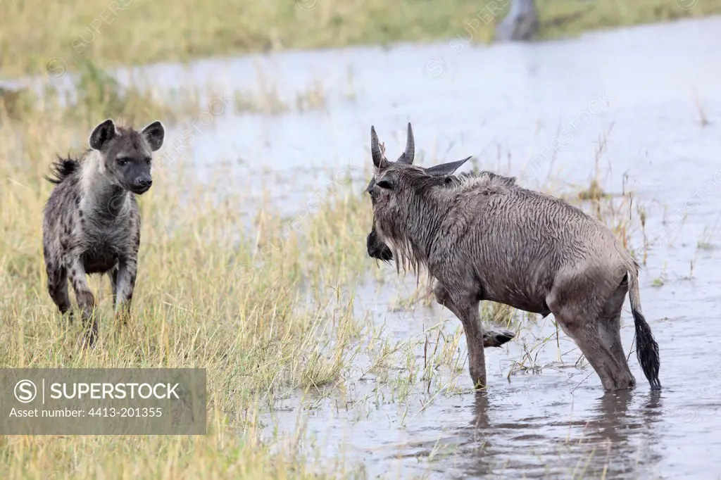 Hyena chasing a young Wildebeest broken leg Masai Mara