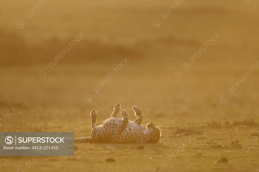 Cheetah rolling in grass at night Masai Mara Kenya