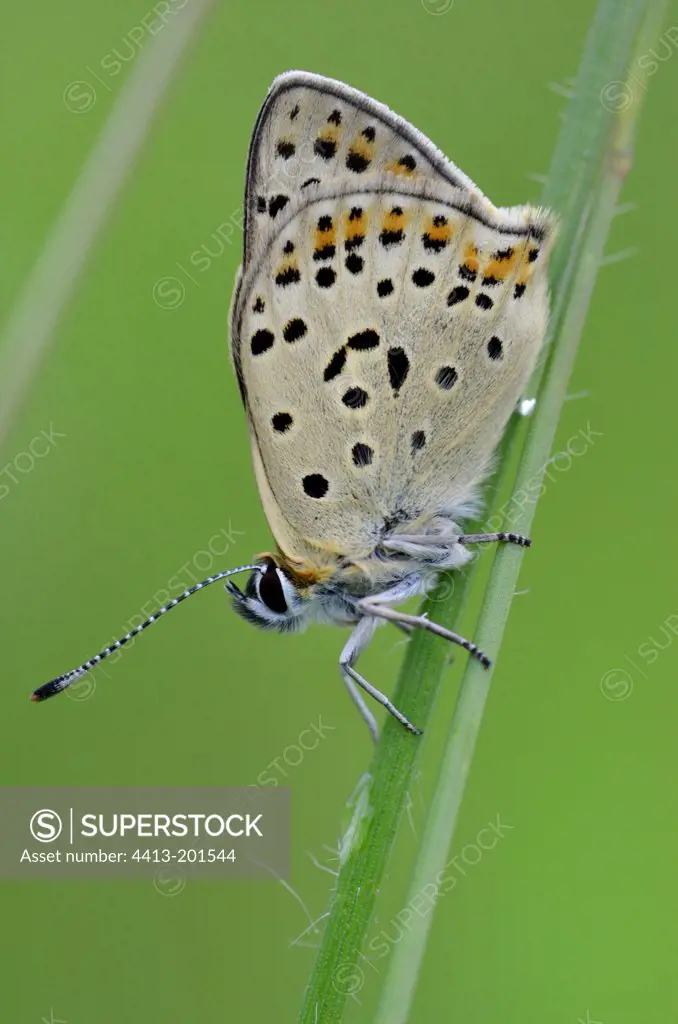 Chequered Blue Butterfly in the tall grass Aquitaine France