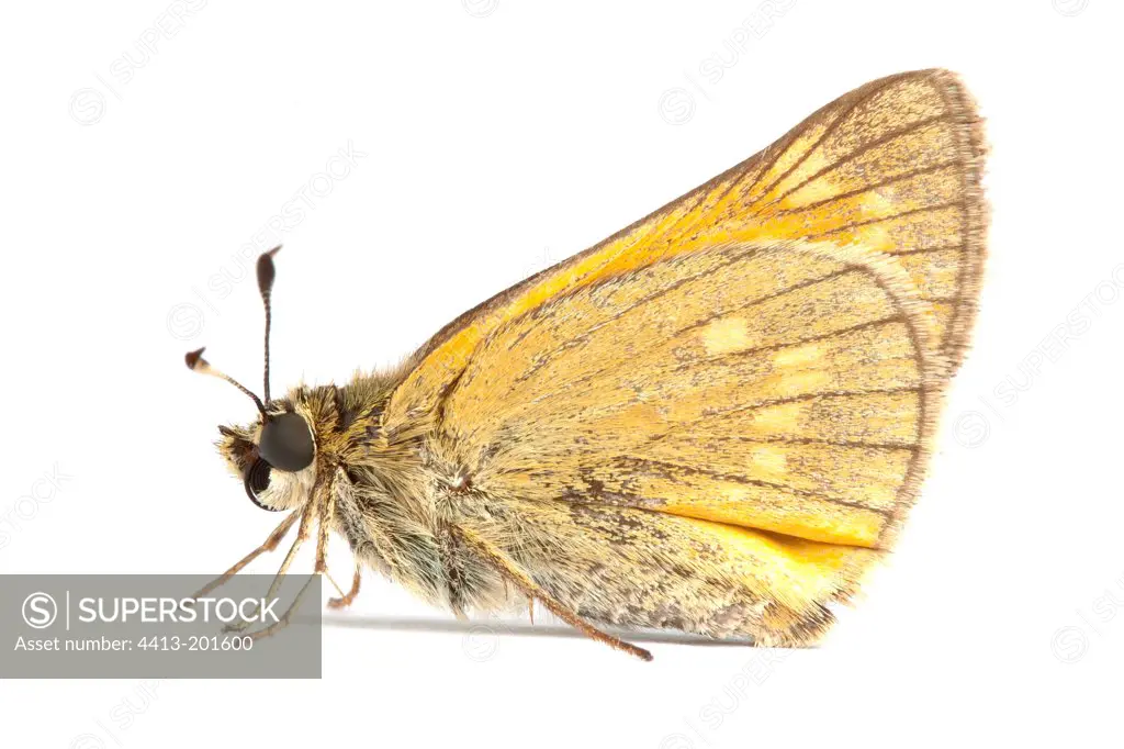 Large Skipper profile on white background