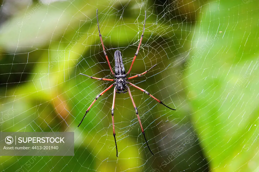 Orbweaver on its cobweb National park of Bako Borneo