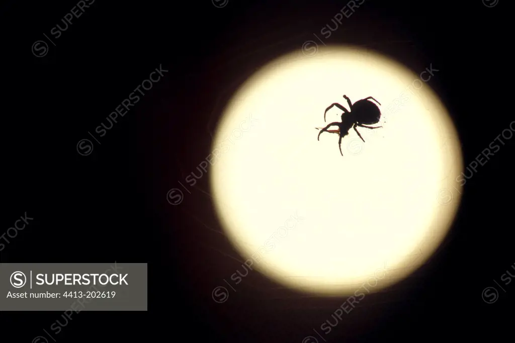 Spider on the moon Doubs valley France