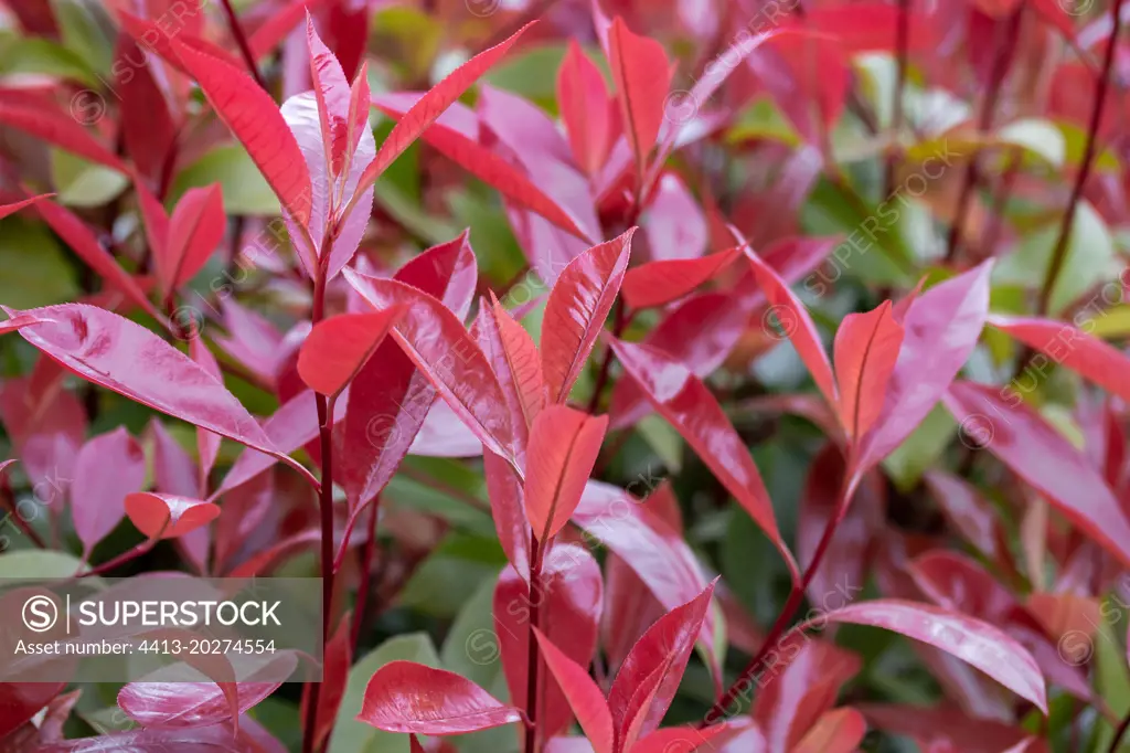 Photinia (Photinia x fraseri) 'Red Robin' in early spring