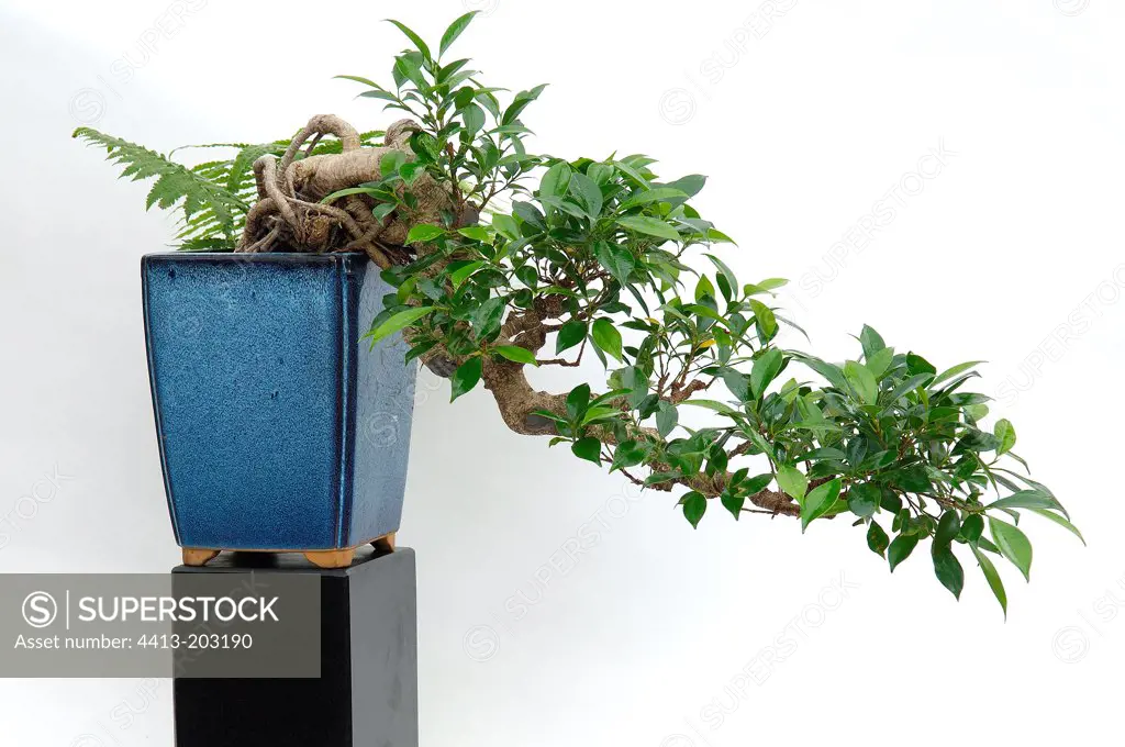 Ficus bonsai shaped semi-cascade Studio