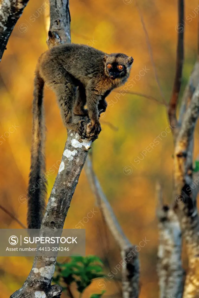 Mayotte Lemur attemptive on a tree Mayotte