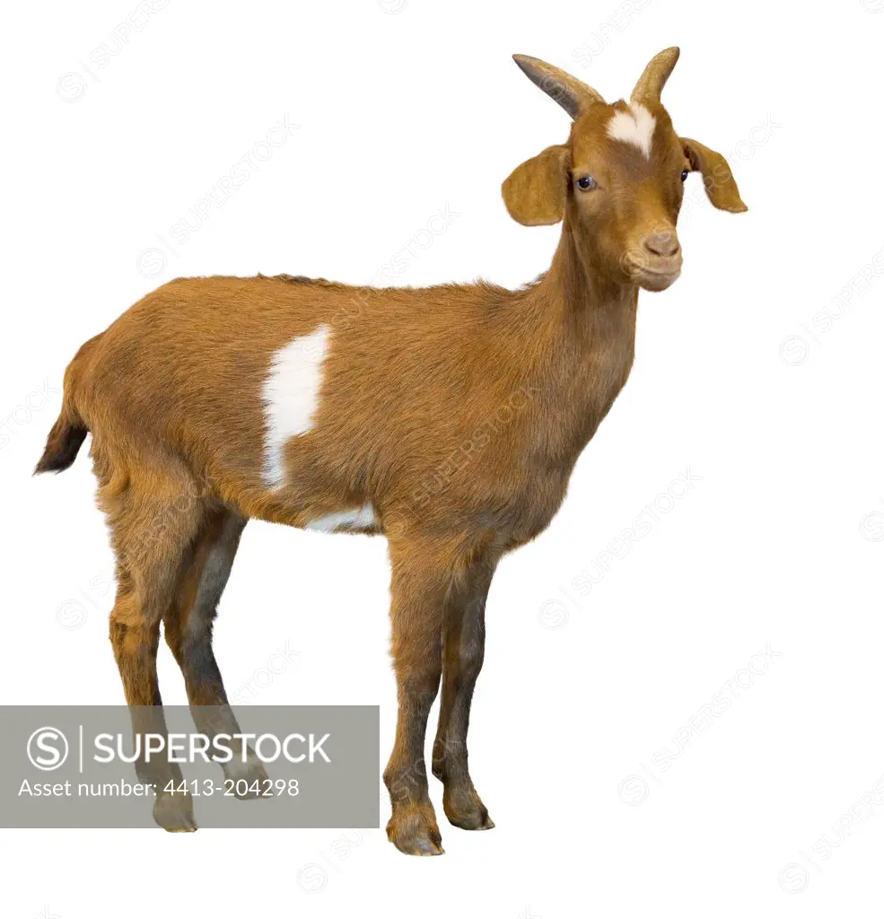 Rove kid she-goat on white background