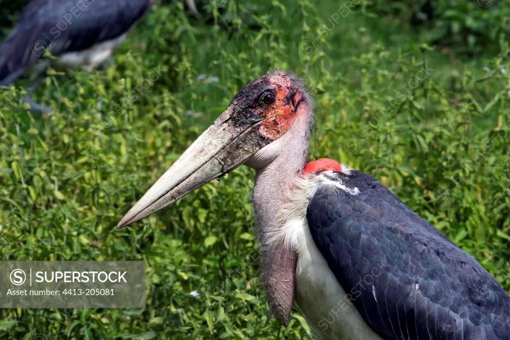 Portrait of a Marabou Stork Ethiopia