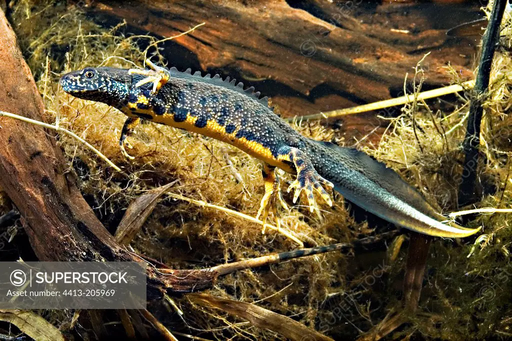 Northern Crested Newt male swimming in a pond France