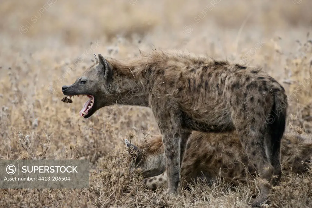 Speckled hyena yawning Tanzania