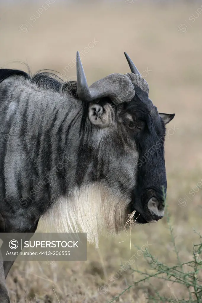 Portrait of a Blue wildebeest eating Tanzania