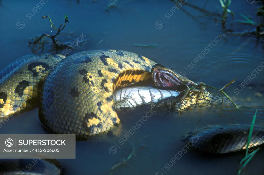 Green Anaconda eating a common caiman Venezuelan Llanos