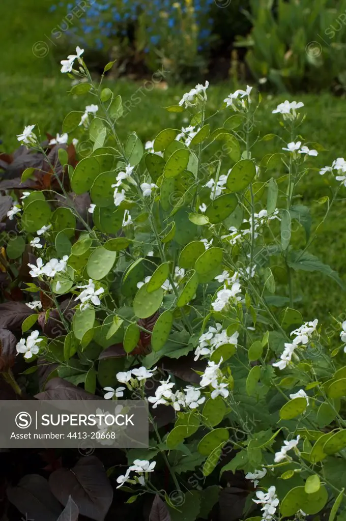 Border of Honesty 'Alba' in bloom