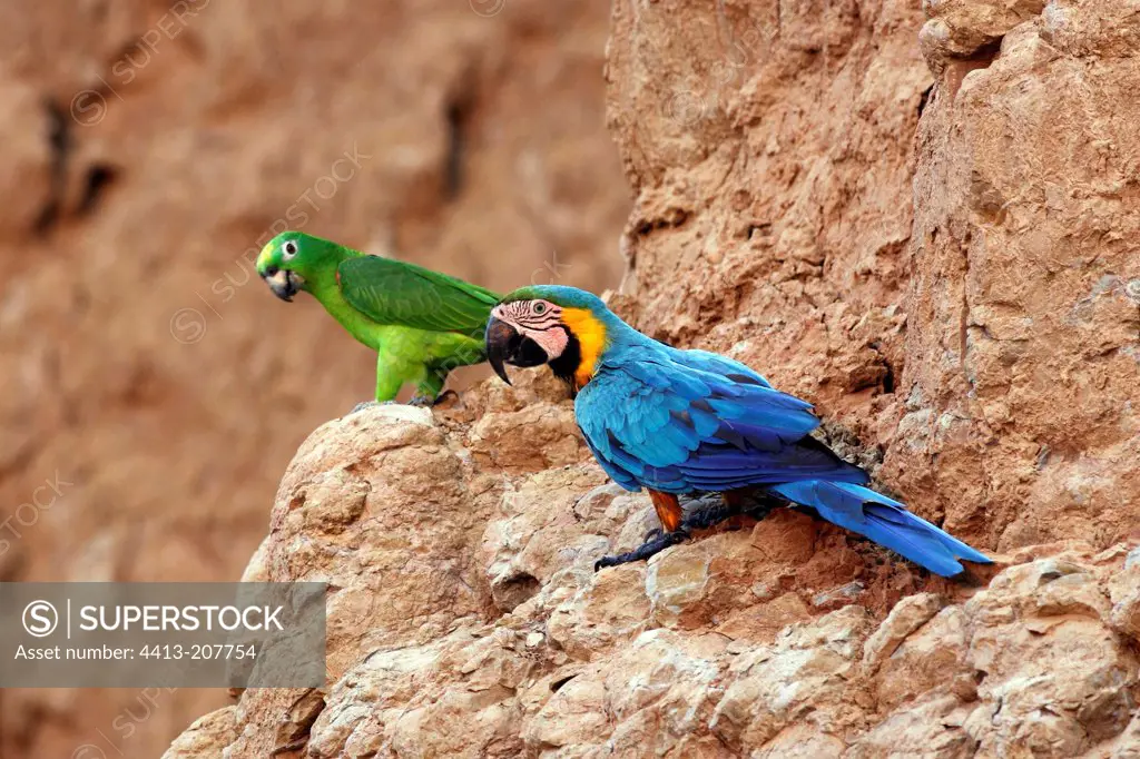 Parrot and Macaw on cliff Tambopata Nature Reserve Peru