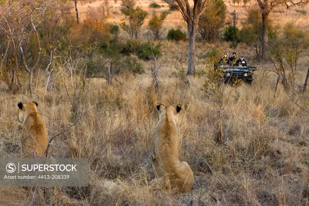 Lionesses and safari car NP Kruger South Africa