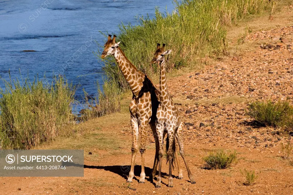 Giraffes near a watering place NP Kruger South Africa