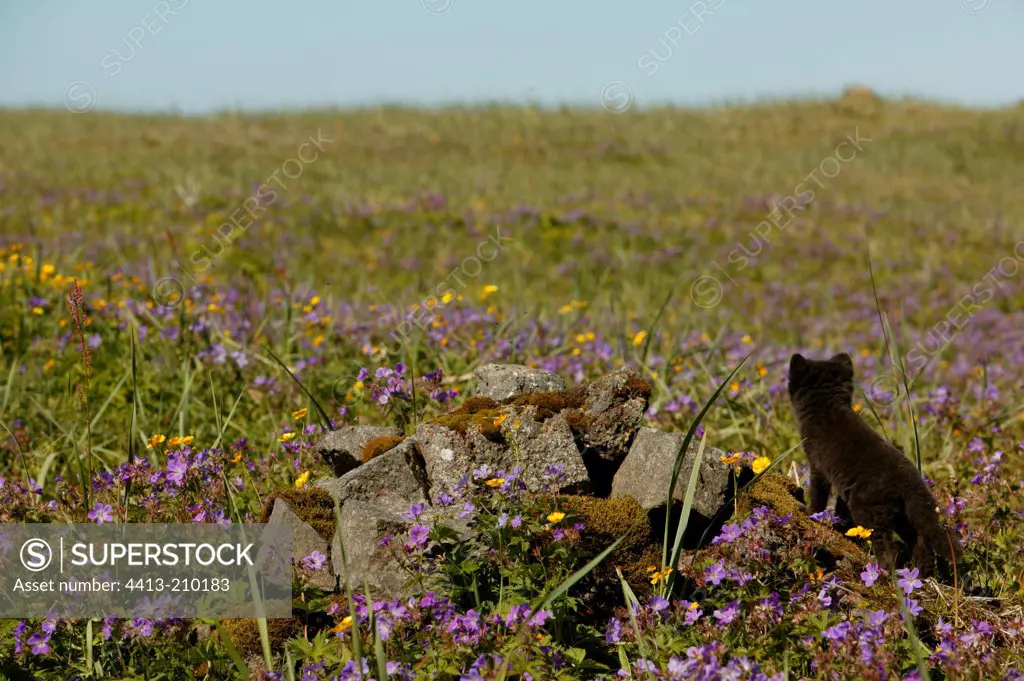 Arctic fox cub watching around out of its burrow