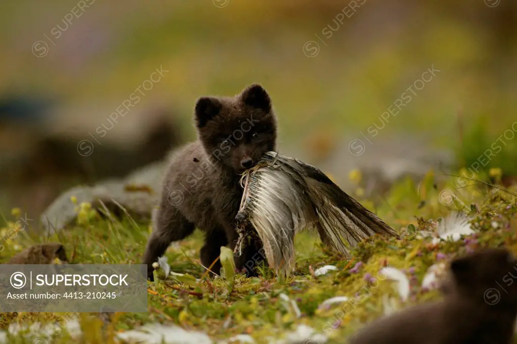 Arctic Fox cub holding a prey in its mouth Iceland