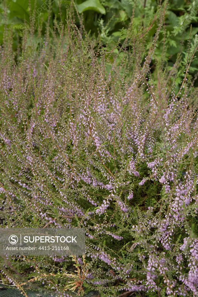 Heather in bloom in a garden