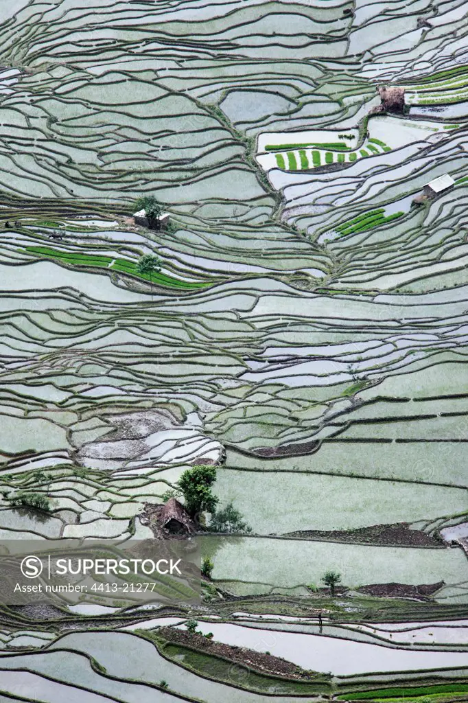 Rice plantations of mountain Yunnan China