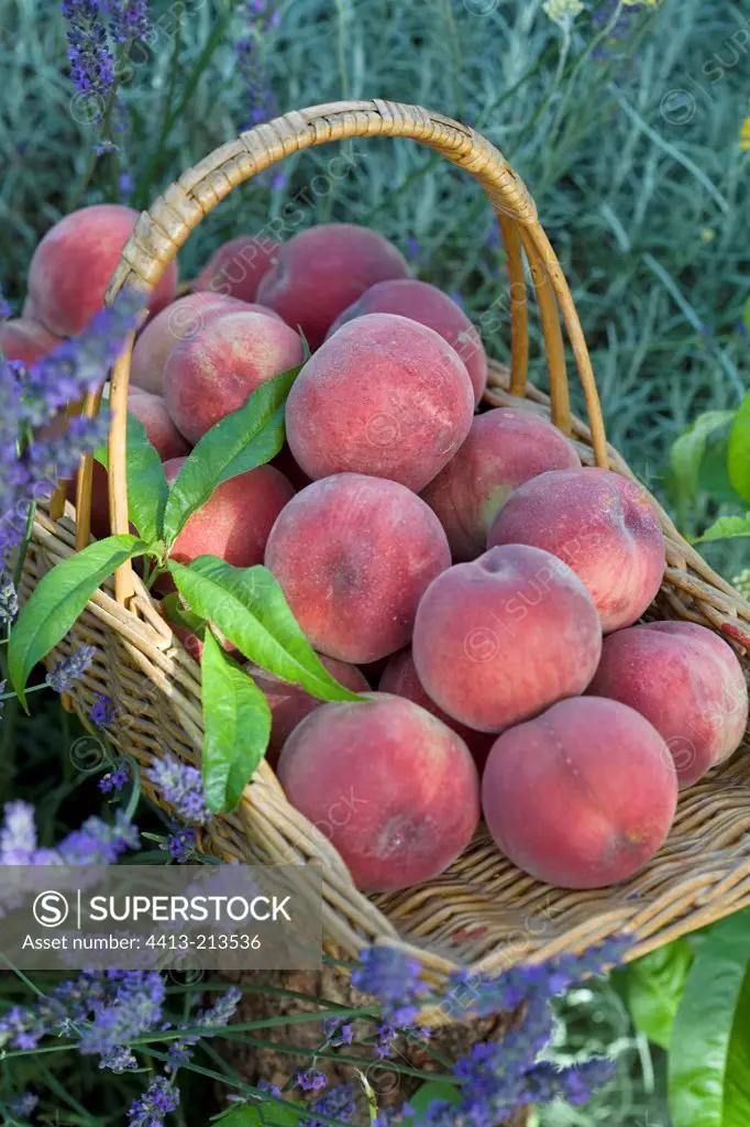 Basket full of peaches in a flower massif Provence