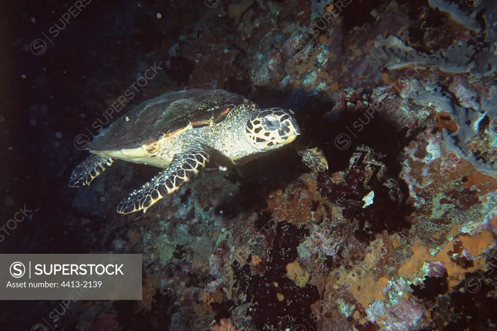 Underwater shot of a Hawksbill sea turtle Madagascar