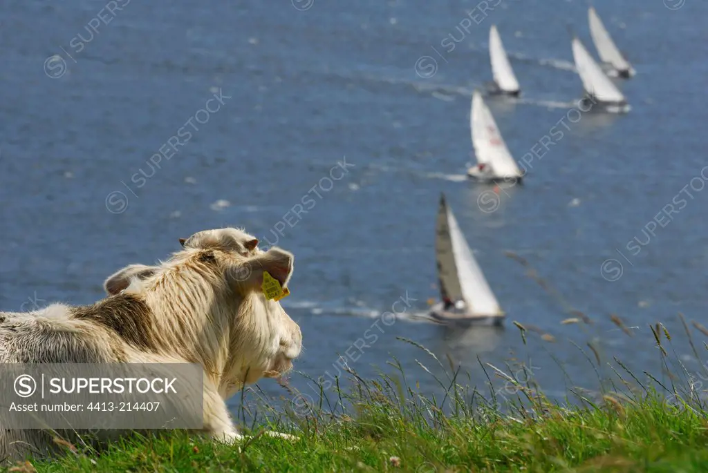 Cow watching a sailing regatta Connemara Ireland