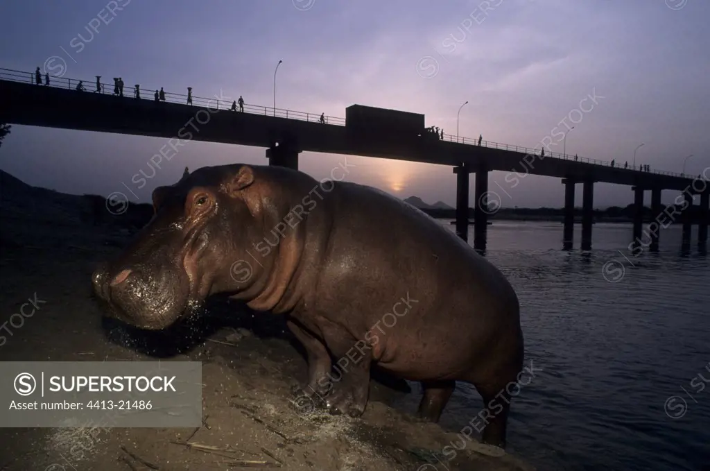 Outgoing Hippopotapme of water at the night fallen Cameroun