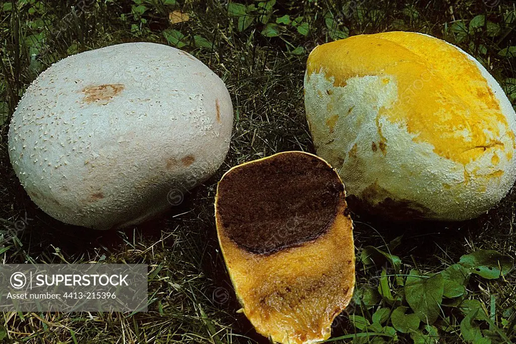 Puffballs