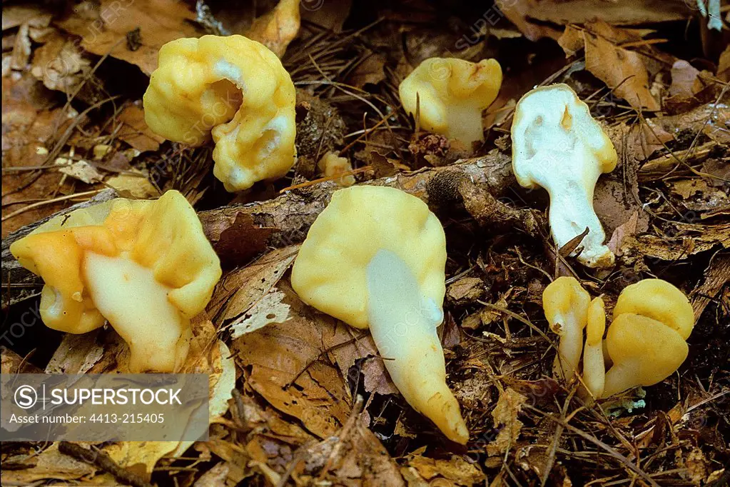 Yello Fans amongst dead leaves