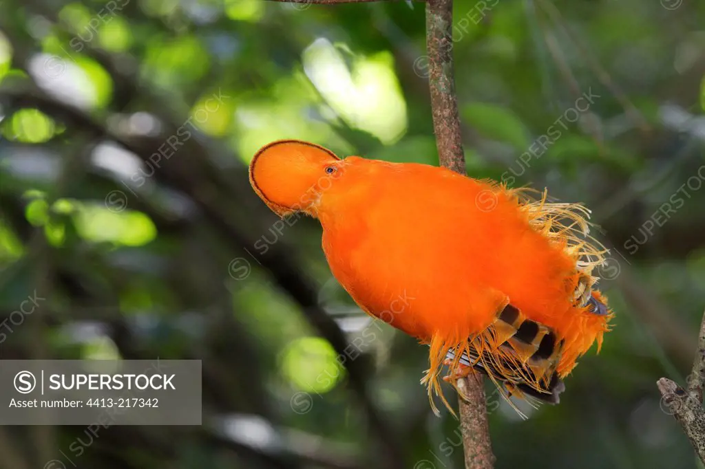 Coq-rock male orange on a branch in Suriname