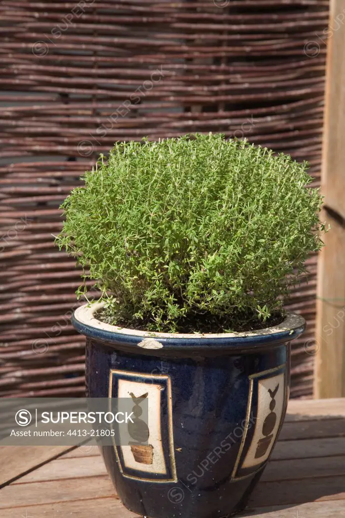 Thyme container after planting in may