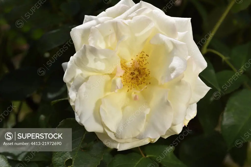 'Valse des Neiges' Rose Flower, Breeder: Hans J¸rgen Evers / Tantau, 1987); Synonym: 'Snow Waltz', 'TANrezlaw'; Group: Modern Roses - Climbing Roses with Greater Flowers (LCl), Rose garden of L'Ha-les-Roses, France