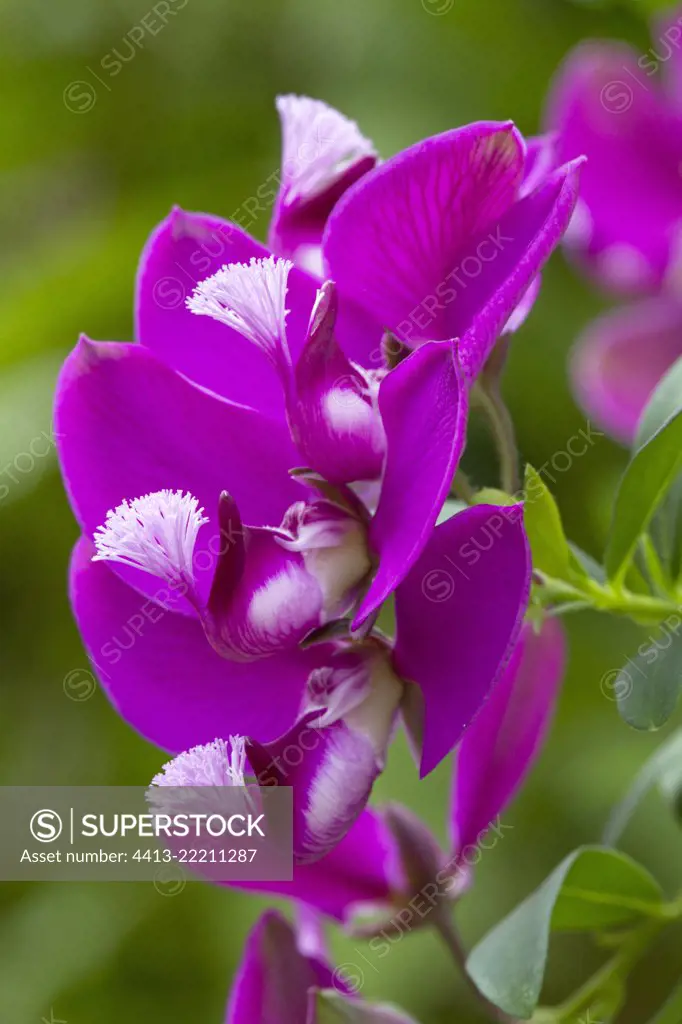 Polygala (Polygala x dalmaisiana) Syn.: Polygala (Polygala myrtifolia) 'Grandiflora'