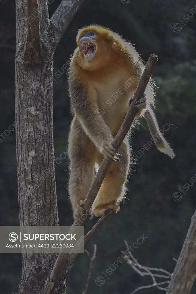 Golden snub-nosed monkey (Pygathrix roxellana) male in a tree, threat yawning,, Shanxii, China