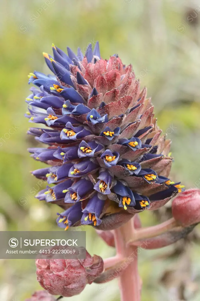 Chagual chico (Puya venusta), spring inflorescence, Puquen Nature Reserve, Los Molles, La Ligua, V Valparaiso Region, Chile