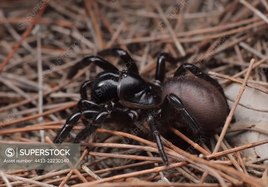 Southern tree dwelling funnel web (Hadronyche cerberea), Australia