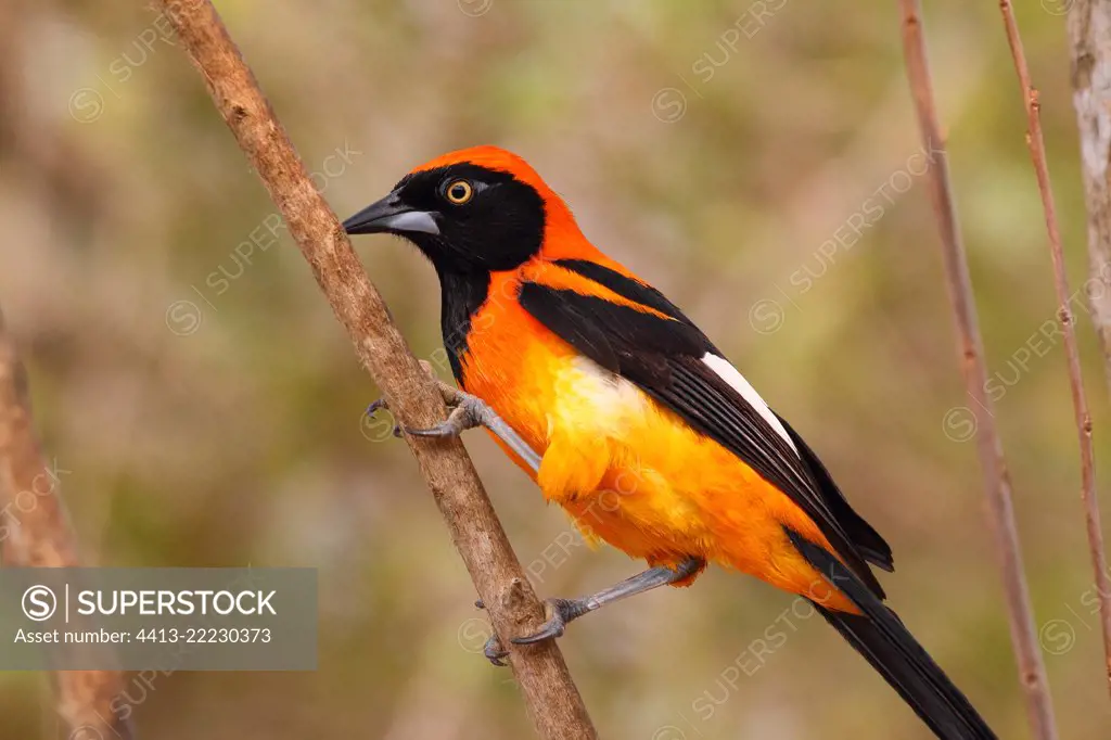 Jamaican Oriole (Icterus jamaicaii) on a branch, South Brazil