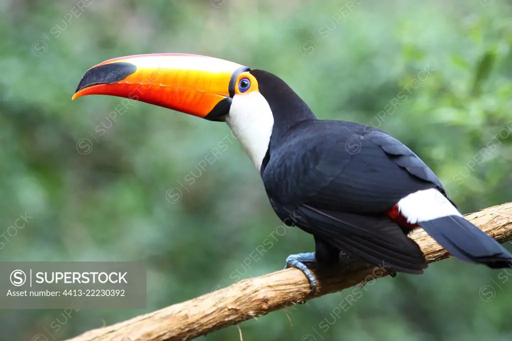 Toco Toucan (Ramphastos toco) on a branch, South Brazil