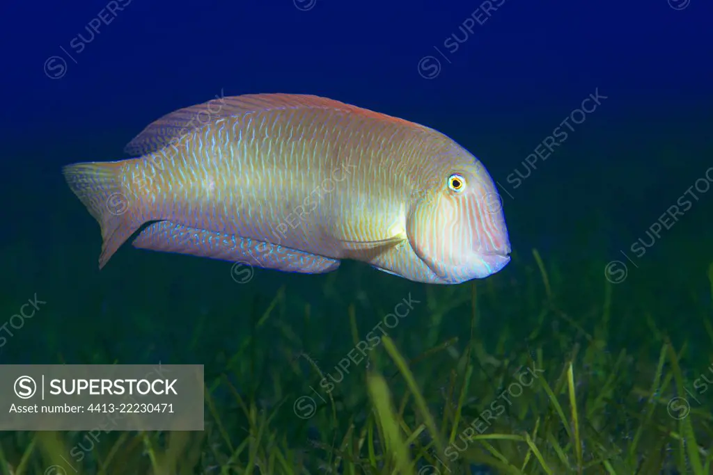 Pearly razorfish (Xyrichthys novacula) that hunts in a (Cymodocea nodosa) in phanerogams (Cymodocea nodosa) underwater backgrounds of the Canary Islands, Tenerife.