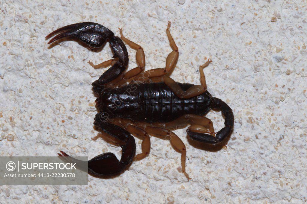 European yellow tailed scorpion (Euscorpius flavicaudis), Ardèche