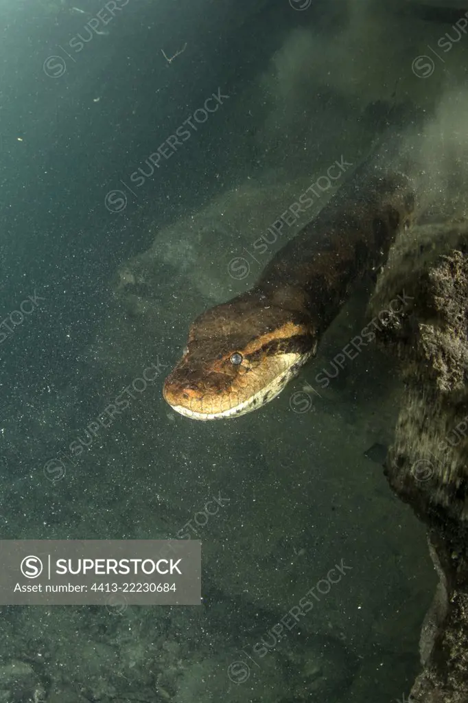 Green anaconda, (Eunectes murinus), the largest snake in the world, female can reach impressive proportions; over 6 m in length, 30 cm in diameter and more than 200 kg. Formoso River, Bonito, Mato Grosso do Sul, Brazil