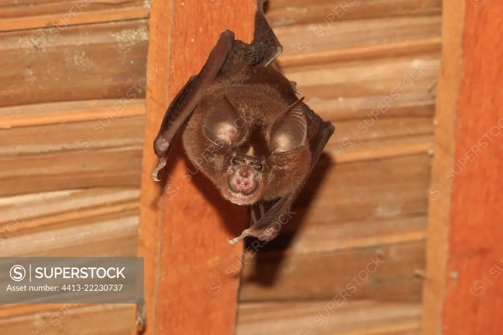 Lander's horseshoe bat (Rhinolophus landeri) hanging from a beam, Gabon