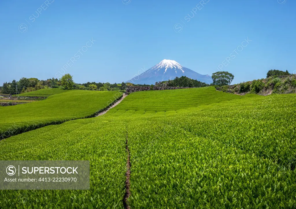 Mont Fuji's view along okochi sasaba 's tea field, shizuoka, Japan