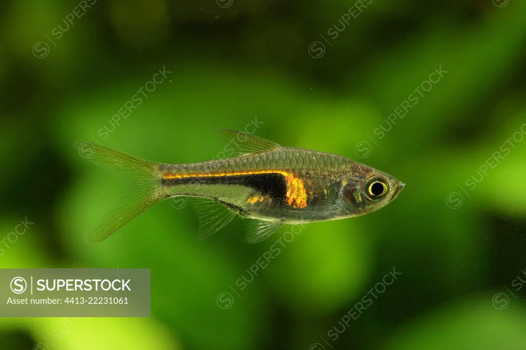 Glowlight rasbora (Trigonostigma hengeli) Rasbora profil in aquarium