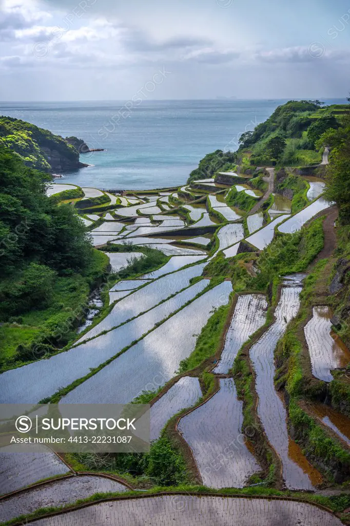 Hamamoura 's rice field, Japan