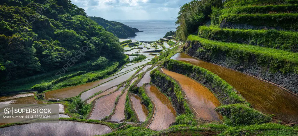 Hamamoura 's rice field, Japan