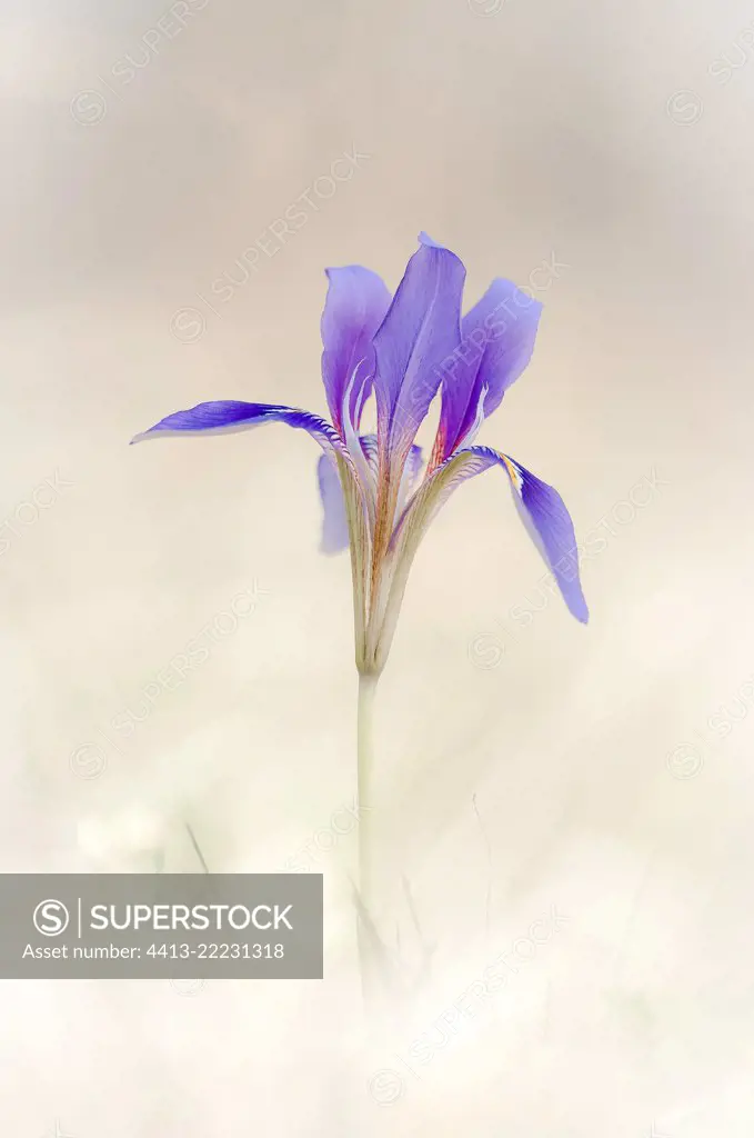 Winter Iris (Iris unguicularis) flower, Greece